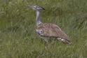 Kori Bustard-0791.jpg